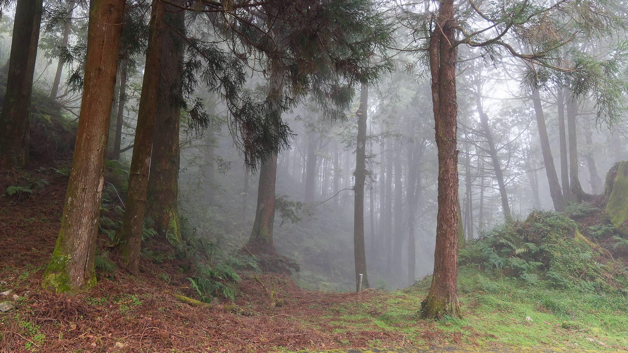 05 - Alishan (70).jpg